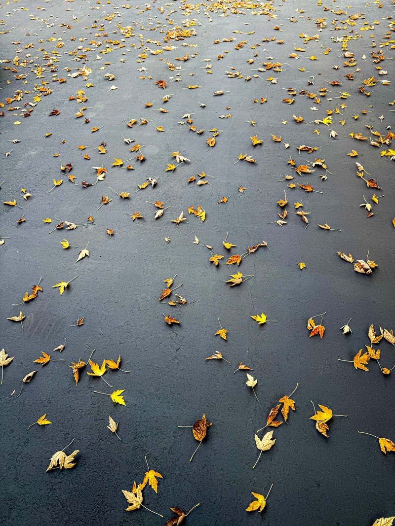 In autumn, fallen leaves vie with one another to leave their artwork on the streets.