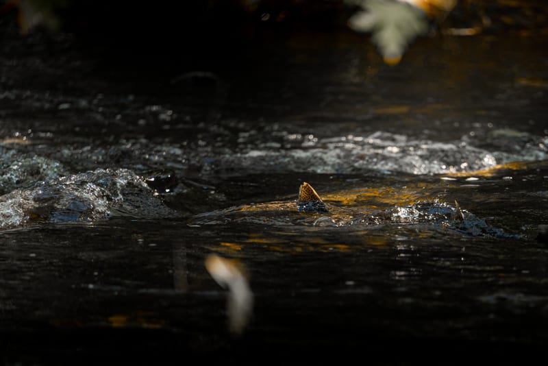 In dark water where everything flows downward, a lone salmon makes its way upstream. Its body is worn and weary from crossing the vast oc…